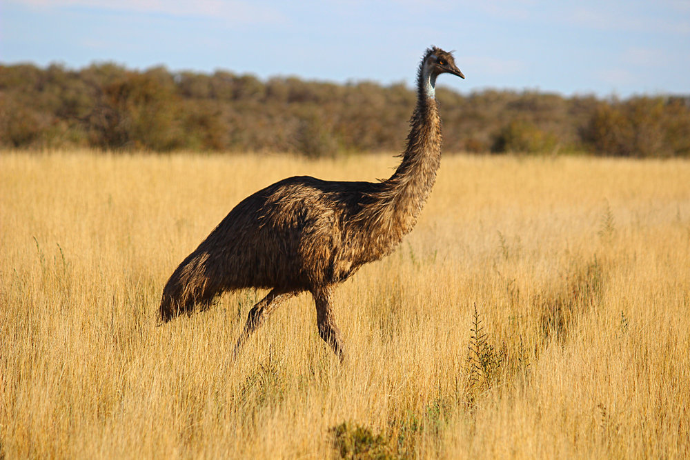 emu2.jpg