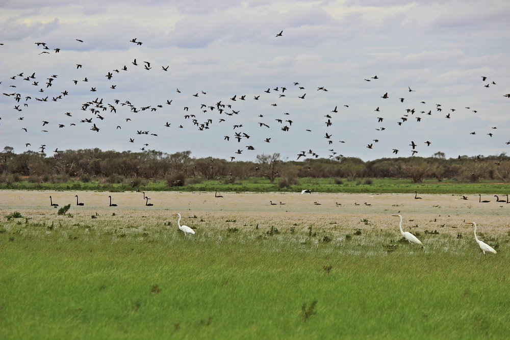 lakeneckbirds.jpg