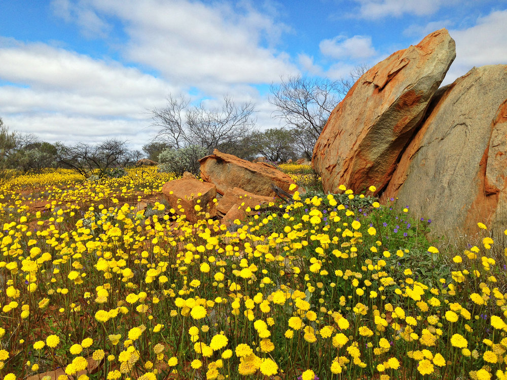 wildflowers4.jpg